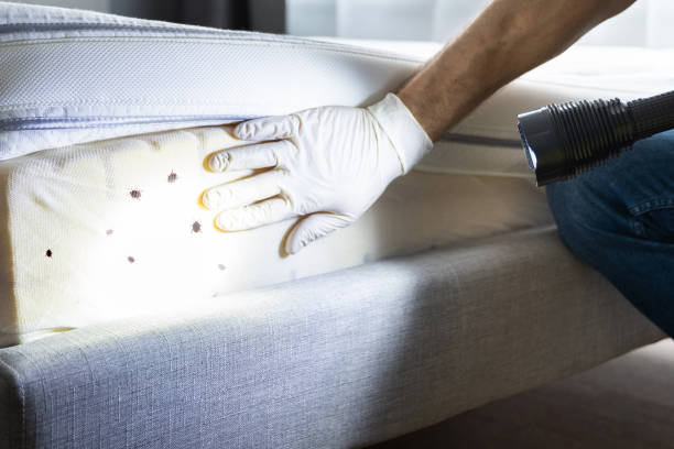 Best Pest Control Near Me in Sweet Home, OR