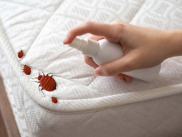 Best Flea Control Services  in Sweet Home, OR