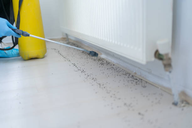 Best Mosquito Control Services  in Sweet Home, OR
